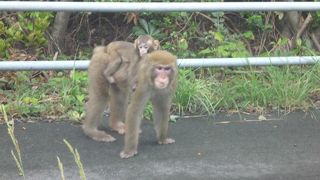 大堂お猿公園