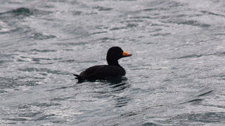クロガモを見てきました。