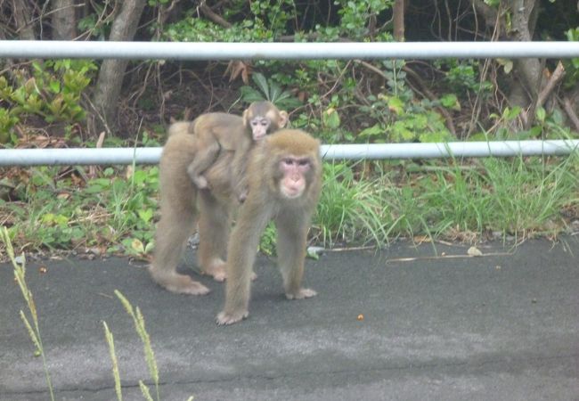 大堂お猿公園