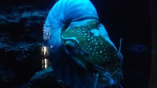 駿河湾の深海魚を展示。