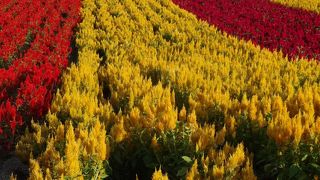 ゆるやかな傾斜の花々が美しい！