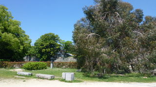 被爆にも待けず青々と堂々と立っています！