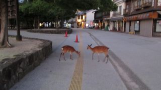 野生の鹿がいました