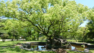 池よりも周囲が見どころ！