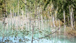 観光客だらけです