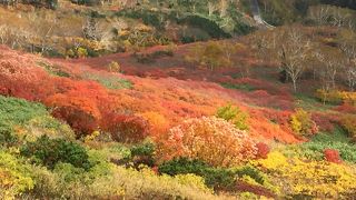 赤、黄、緑のじゅうたんを敷き詰めたような美しさ！！