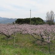 ユートピア…ではなくて桃の産地です