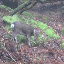 途中で屋久島鹿にも会いました。