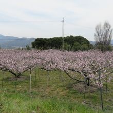見渡す限りの桃の花と菜の花がきれいです