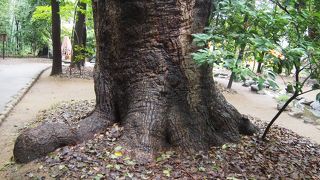 ちょっと、寄り道したい森