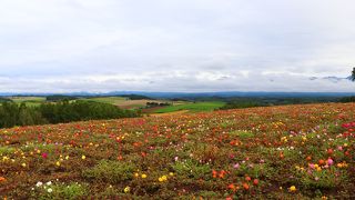 丘の上の綺麗な花畑