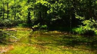 川のように見えるのですが池なんですって