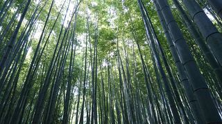 竹林と庭園が綺麗