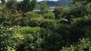 もう少し手入れした方が…