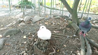 池に囲まれた神社