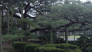 大きな松の木です