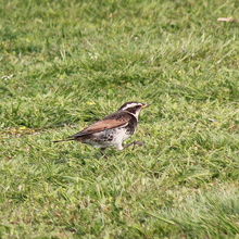 冬鳥のツグミも、まだ残っていました。