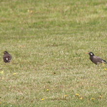 ムクドリもいました。