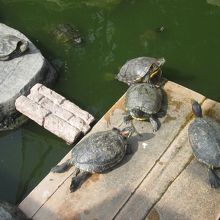 池に亀がいます