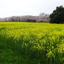 人が多いのでゆっくりは見られませんでした