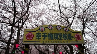 桜と菜の花が同時に見られる場所