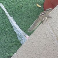 １階朝夕食会場外のテラスでも食べられます。リスも来ています。