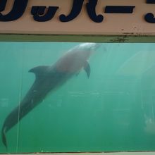 イルカの水槽　料金を払えばイルカとタッチできます