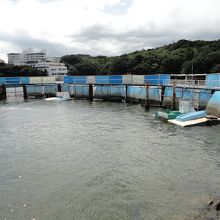 イルカ池　イルカショーも見られます