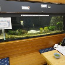 大きな水槽があります