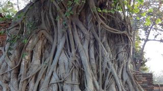 菩提樹の根で覆われた仏像の頭で有名なスポット！