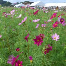 コスモス園の開花したコスモス