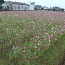 一番多くのコスモスが咲いていたコスモス園