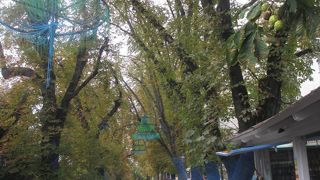 木立が印象的な通りでした