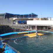 越前松島水族館　餌やりやふれ合いが楽しい