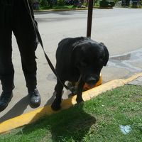 セキュリティー犬