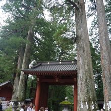 ご神木の親子杉、夫婦杉