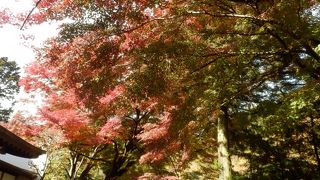 高尾山ハイキングコースに紅葉を見に行きました