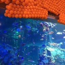 ハロウィン仕様の水槽