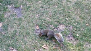 大英博物館に近く、リスを目撃