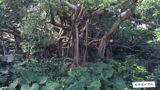 キジムナーの宿る大きなガジュマルです。