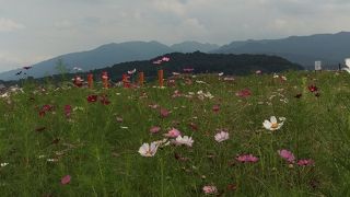 コスモスが満開