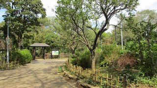 たくさんの草木が植えられています