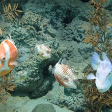 下関だけにフグの展示が充実