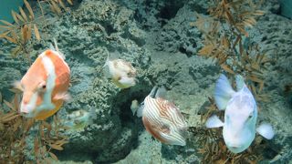 種類が多く非常に充実しています