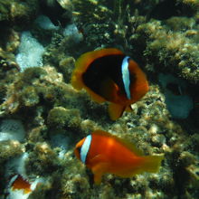 カクレクマノミ