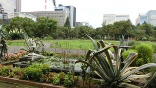 ペリカンが二羽