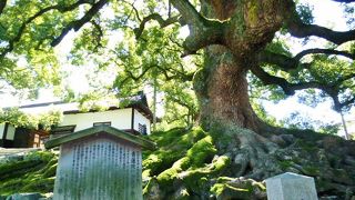 樹齢700～800年？ すごいぞー！