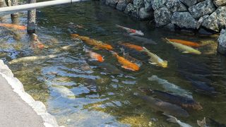 生活とここまで一体になったのはちょっと驚きでした