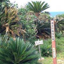 島仲浜、入口。