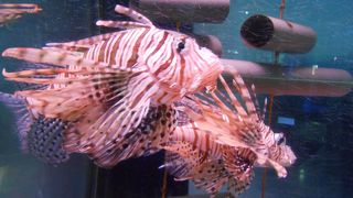 餌をあげるところが見学できます。